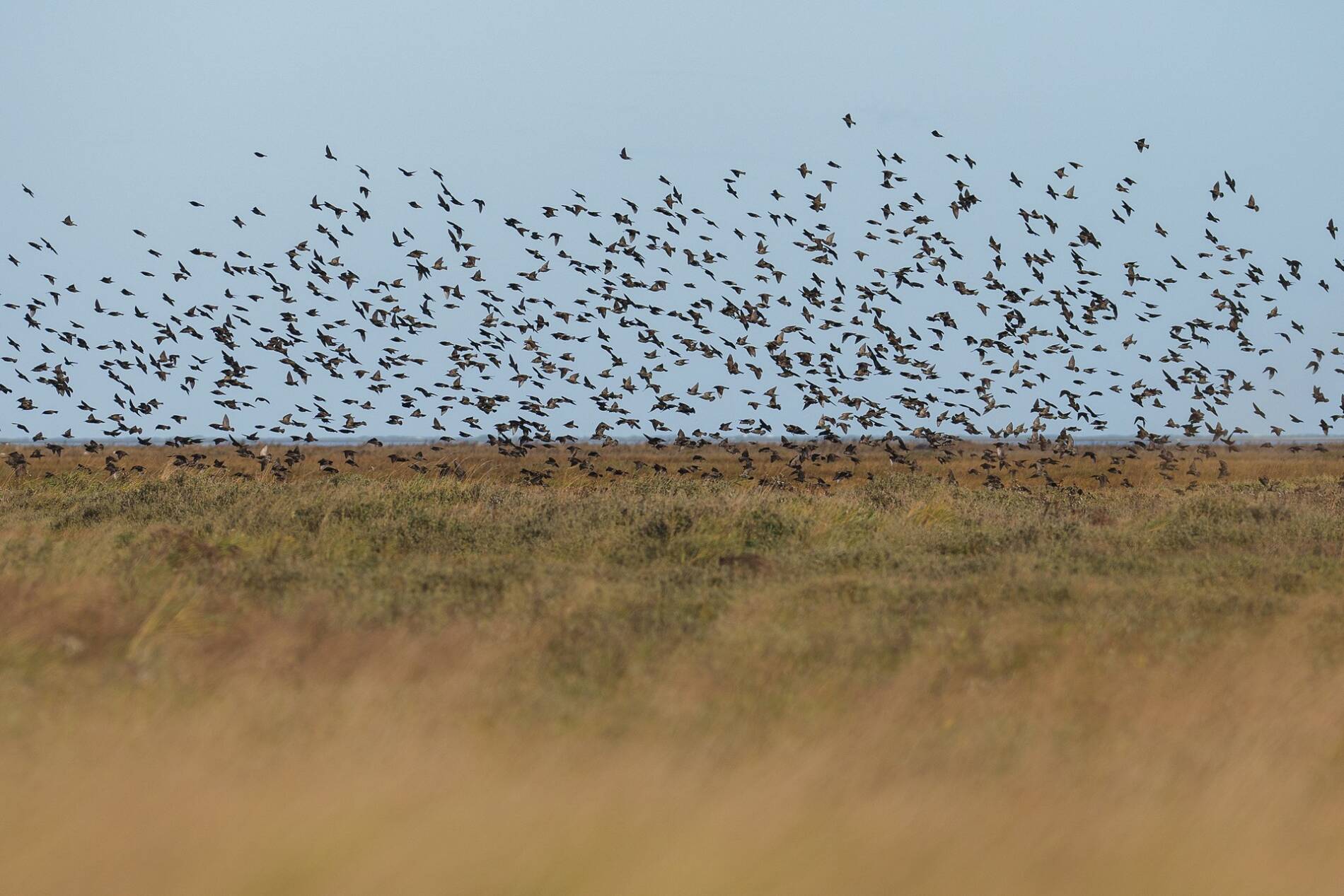 Nuée d'oiseaux prise en photo sur les Hemmes de Marck.