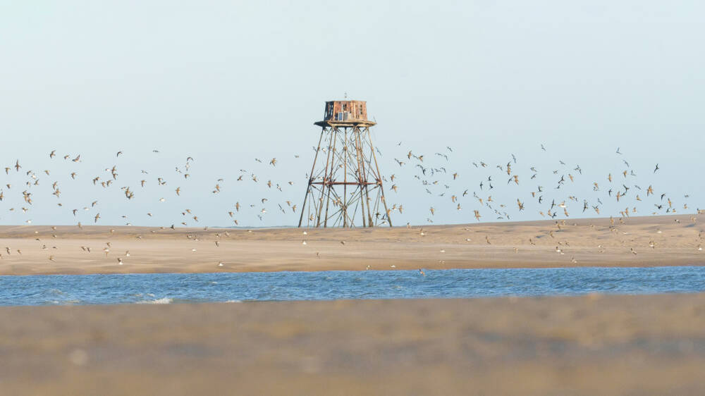 Le Phare de Walde qui trône sur les larges estrans de la zone des deux mers survolée de nuées d'oiseaux.