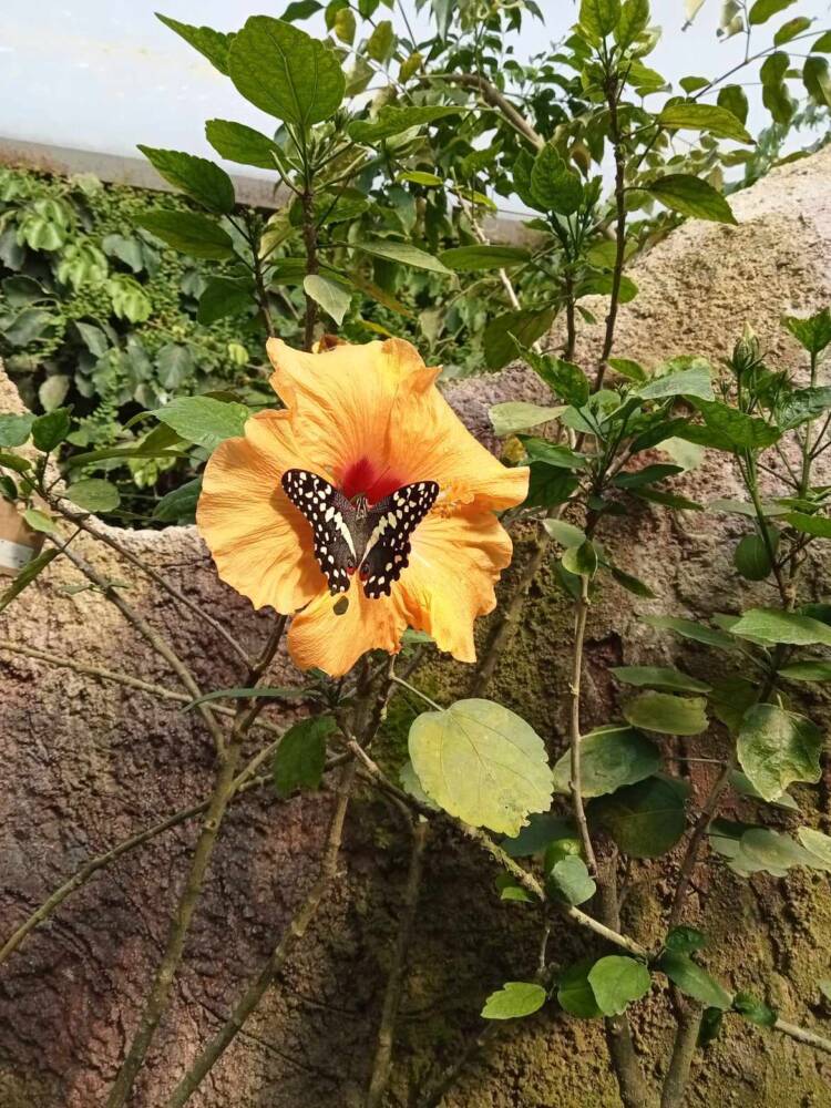 Papillon dans la serre tropicale au Jardin du Beau Pays à Marck